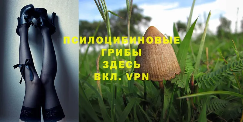 Галлюциногенные грибы Magic Shrooms  купить   Олонец 